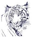 tigre