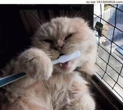 chat